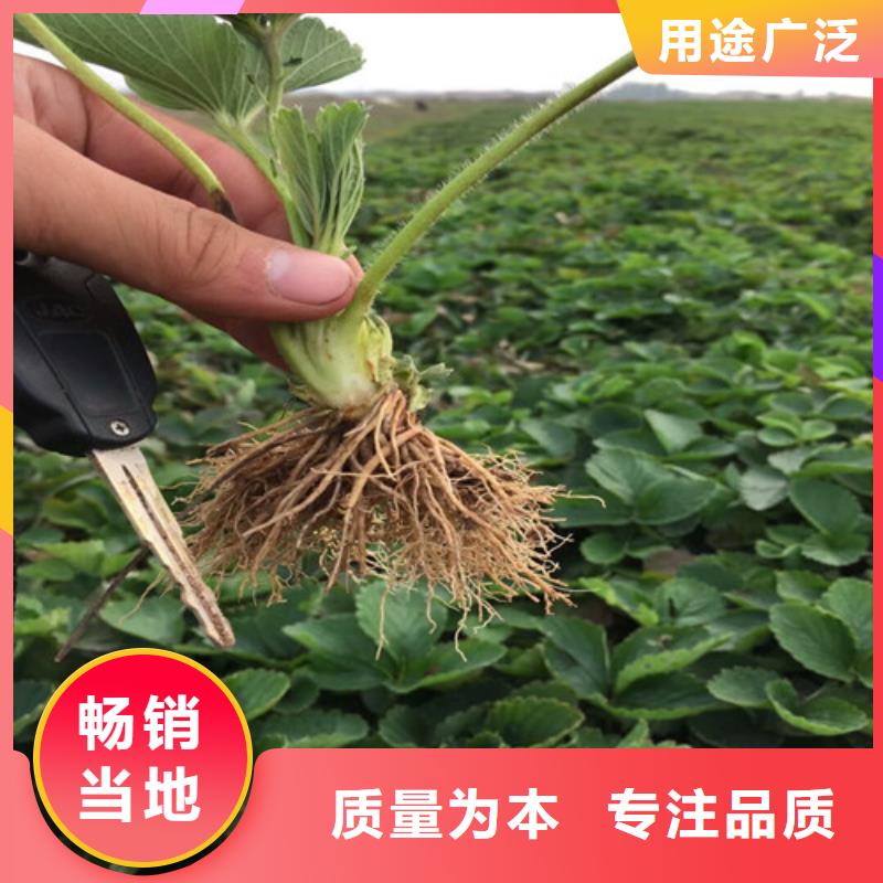 草莓苗桃树苗工厂批发