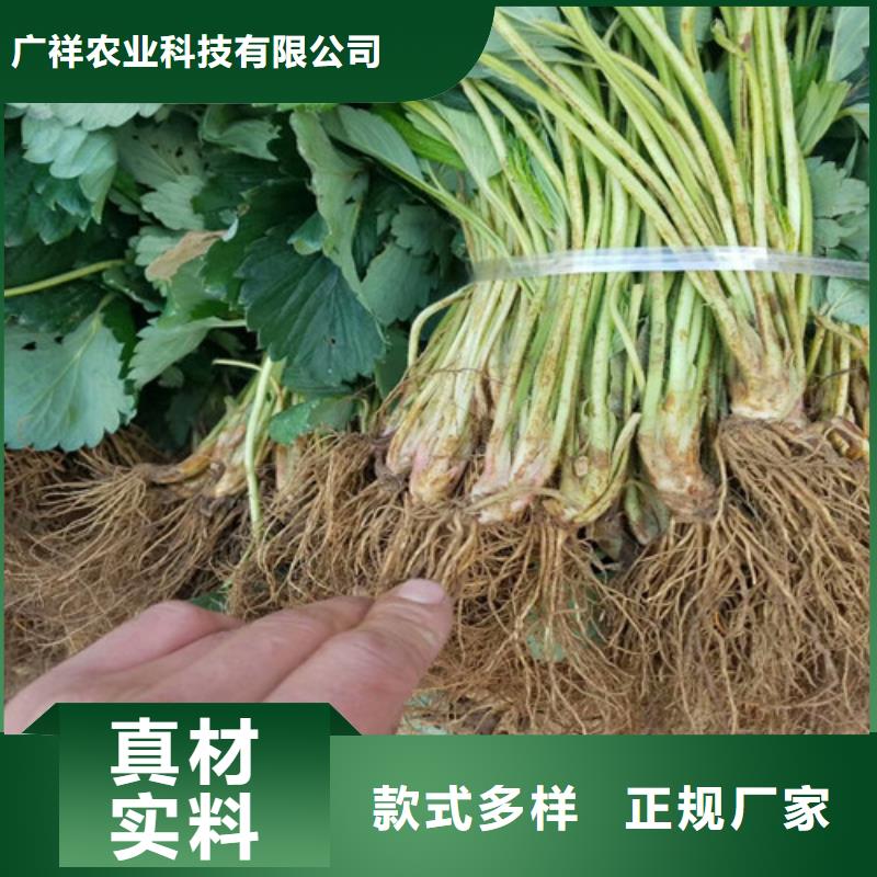 草莓苗大棚草莓苗讲信誉保质量