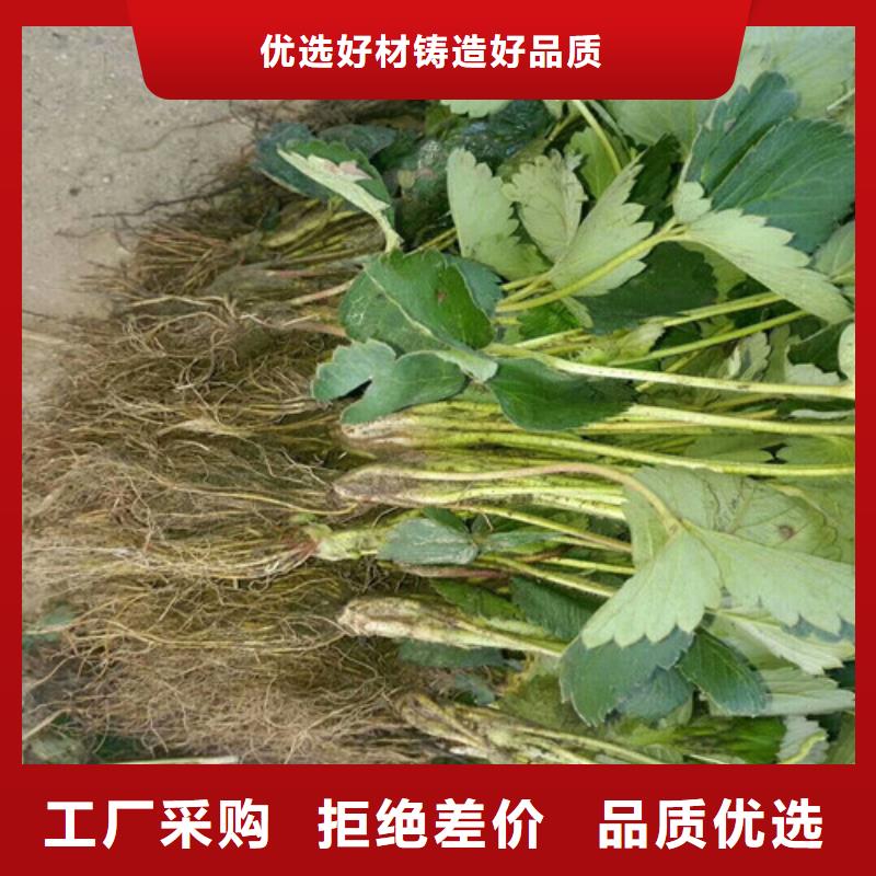 草莓苗,桃树苗实体厂家