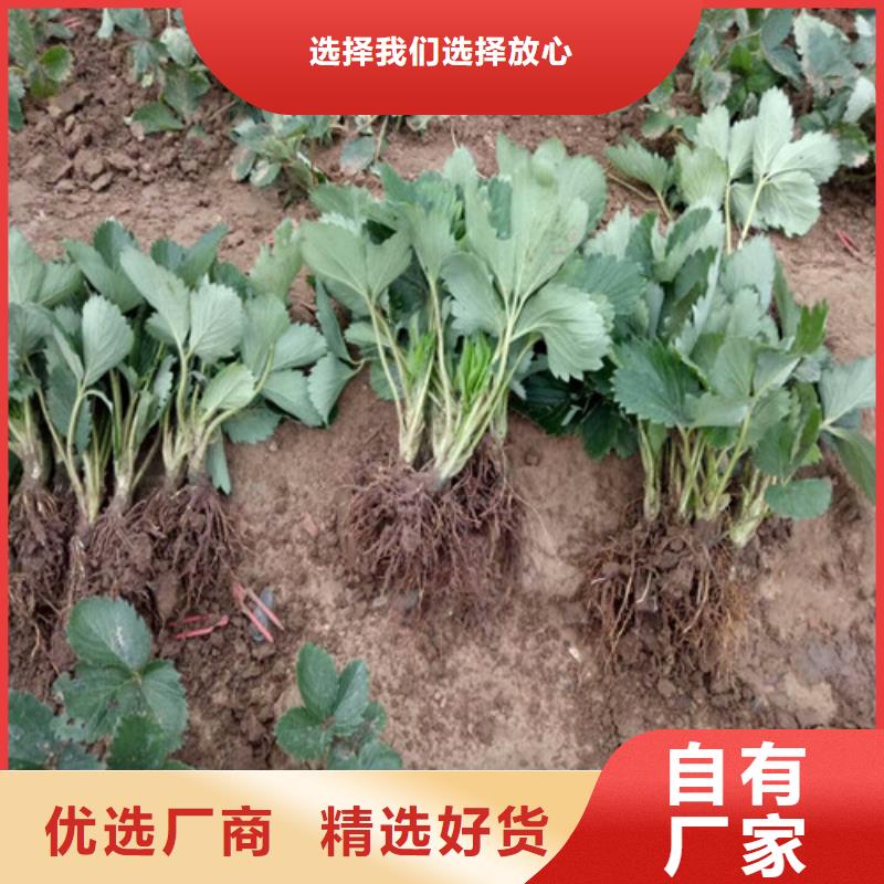 草莓苗_桃树苗现货供应