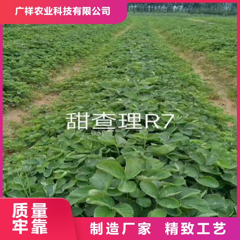 草莓苗-香椿树苗实力才是硬道理
