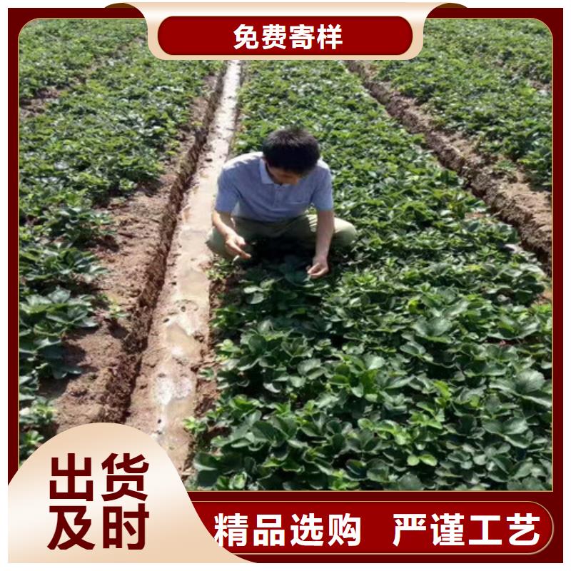 草莓苗大棚草莓苗实力优品