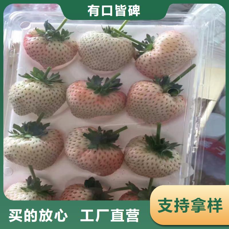草莓苗大棚草莓苗讲信誉保质量