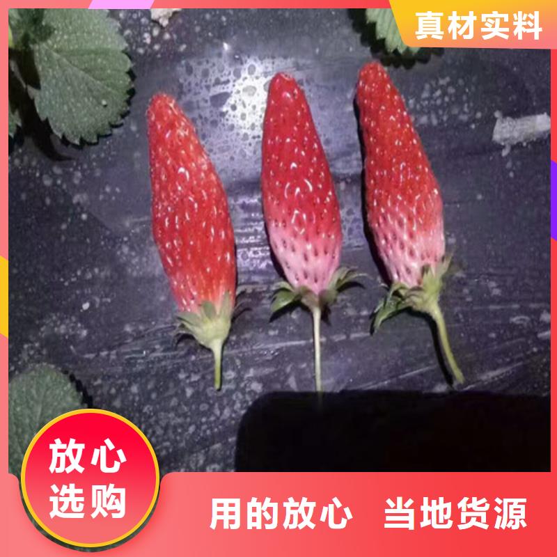 草莓苗葡萄苗厂家直销货源充足