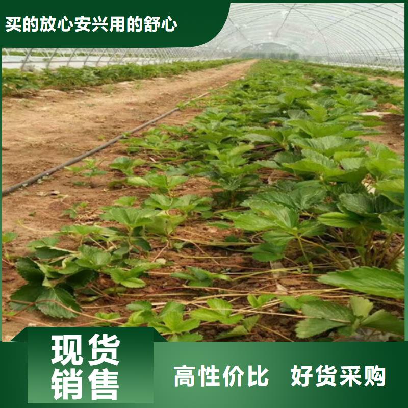 草莓苗樱桃苗基地欢迎来电咨询