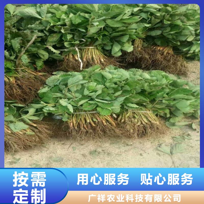 草莓苗,【蓝宝石葡萄苗】源厂供货