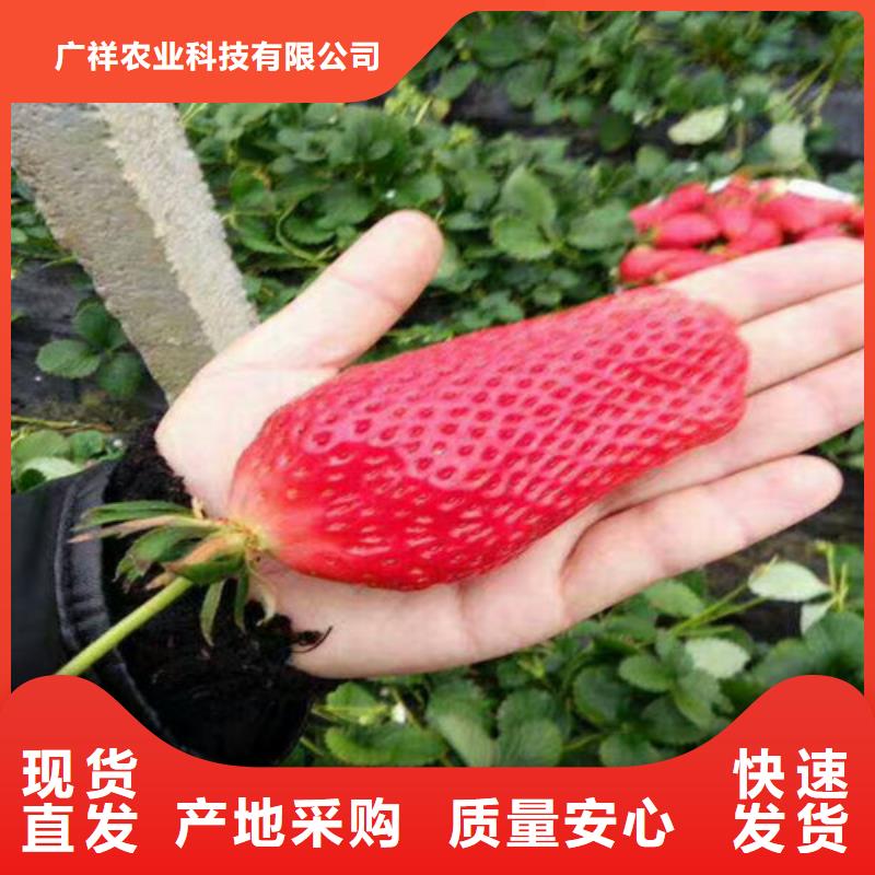 草莓苗青苹果树苗大量现货
