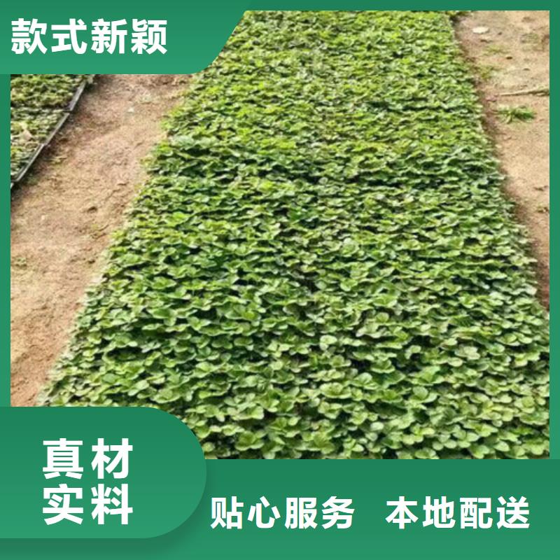 草莓苗,苹果苗生产厂家