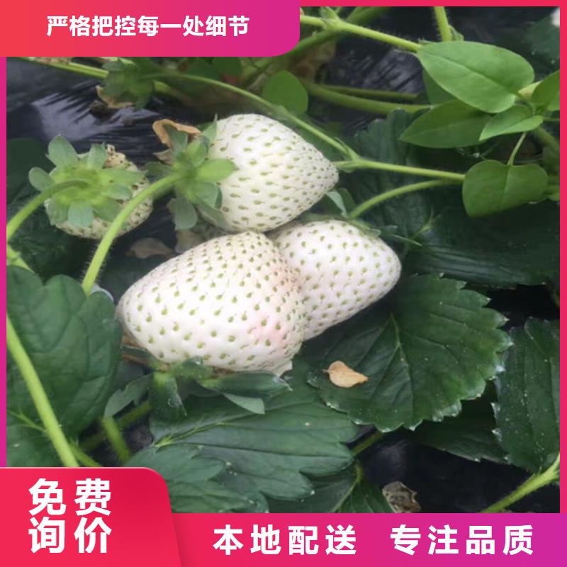 草莓苗胭脂脆桃树苗来电咨询