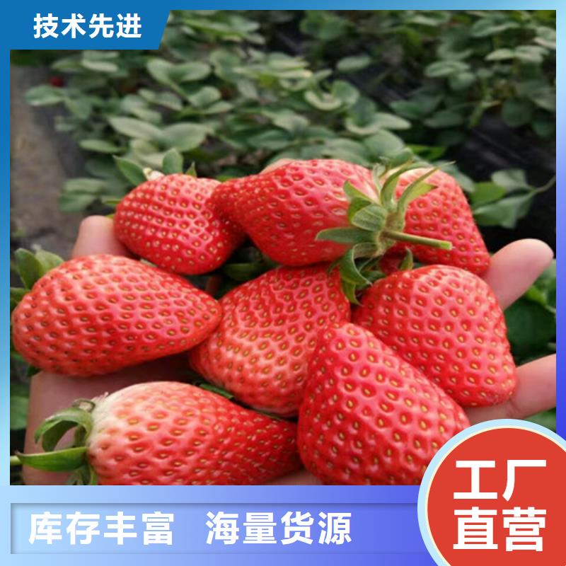 广祥【草莓苗】_大棚草莓苗源头厂家供应-业务覆盖区域|彭山|东坡|甘孜|巴中|雅安|凉山-二八商务