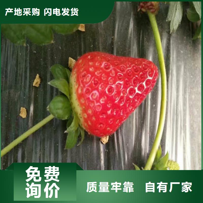 草莓苗,火箭大樱桃树苗从厂家买售后有保障