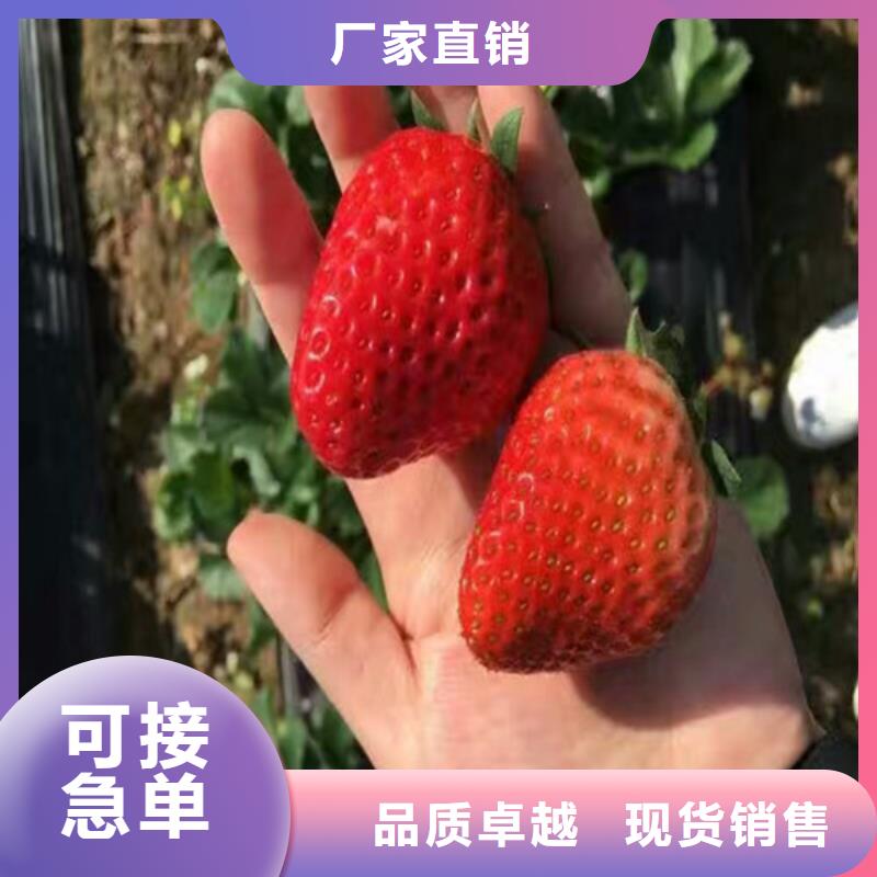 草莓苗 梨树苗基地用心经营