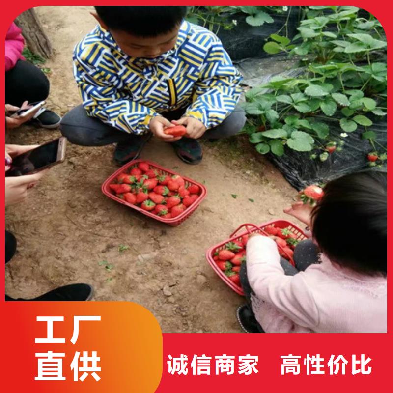 草莓苗果树苗专业的生产厂家