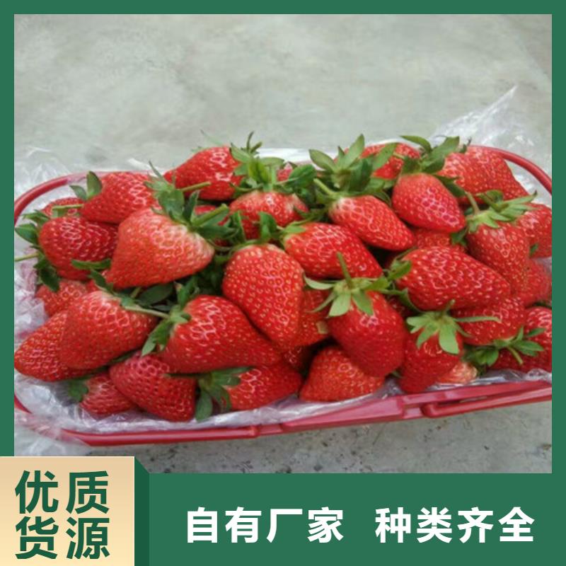 草莓苗果树苗批发基地精益求精