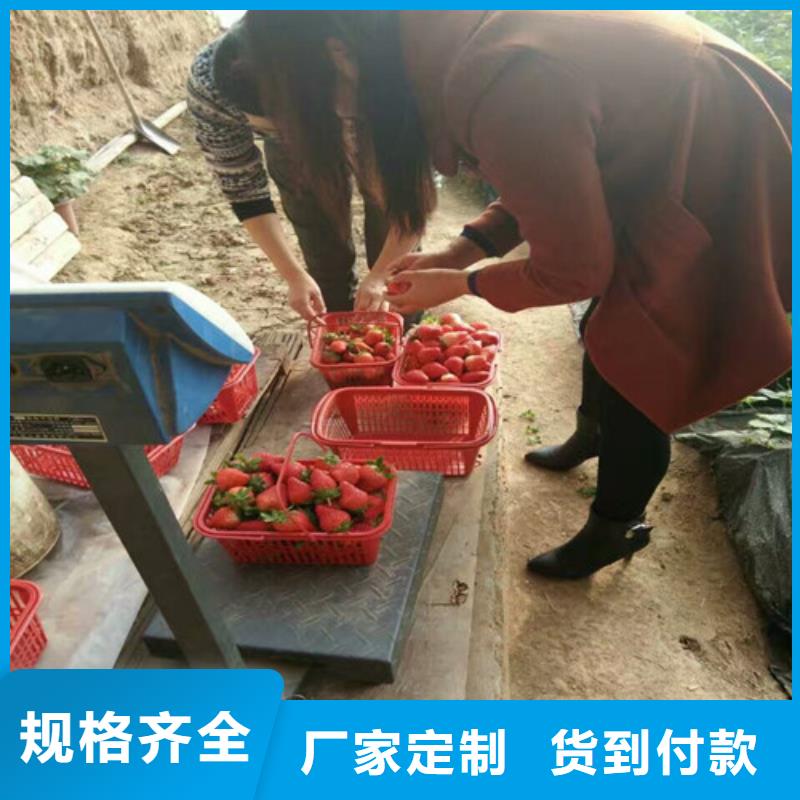 无花果树苗视频-乐平|珠山|南昌|抚州|新余|萍乡广祥无花果树苗_ 广祥农业科技(景德镇市分公司)