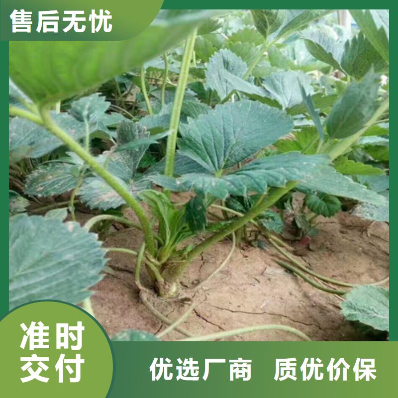 草莓苗,葡萄苗基地敢与同行比服务