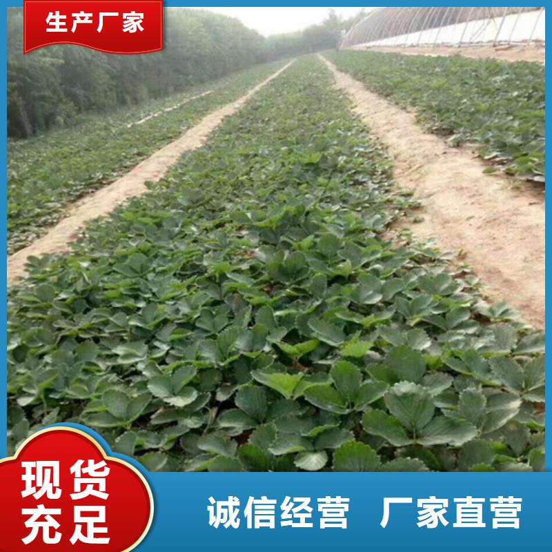 草莓苗大棚草莓苗供您所需