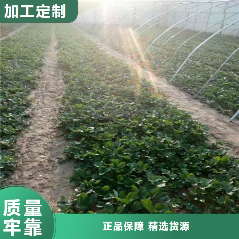 草莓苗红油香椿树苗直销厂家