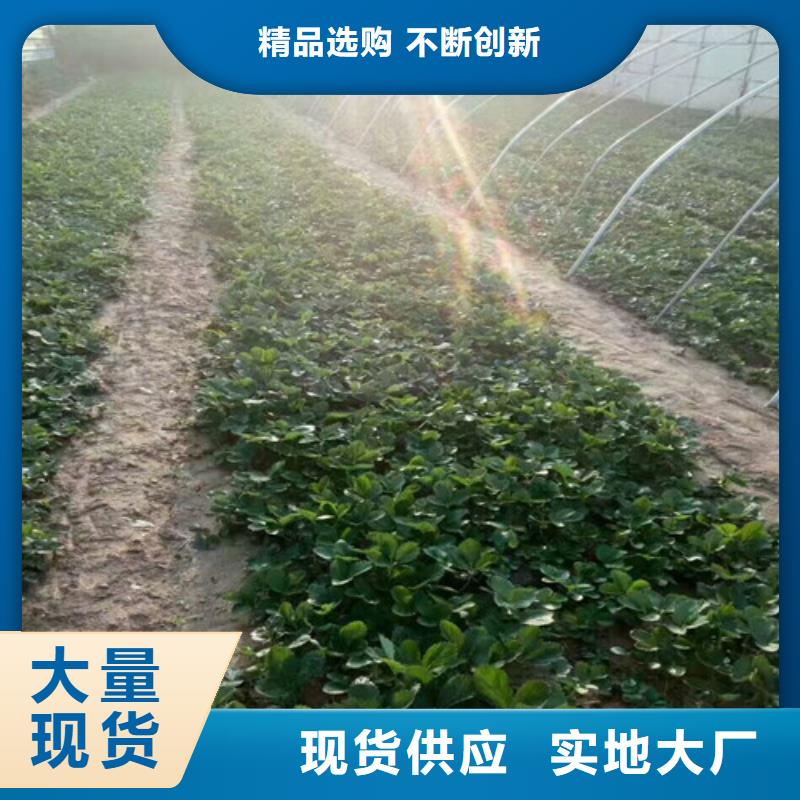 草莓苗桃树苗基地精工打造