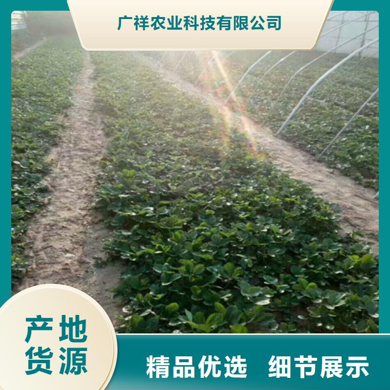 【草莓苗】-草莓苗价格规格型号全