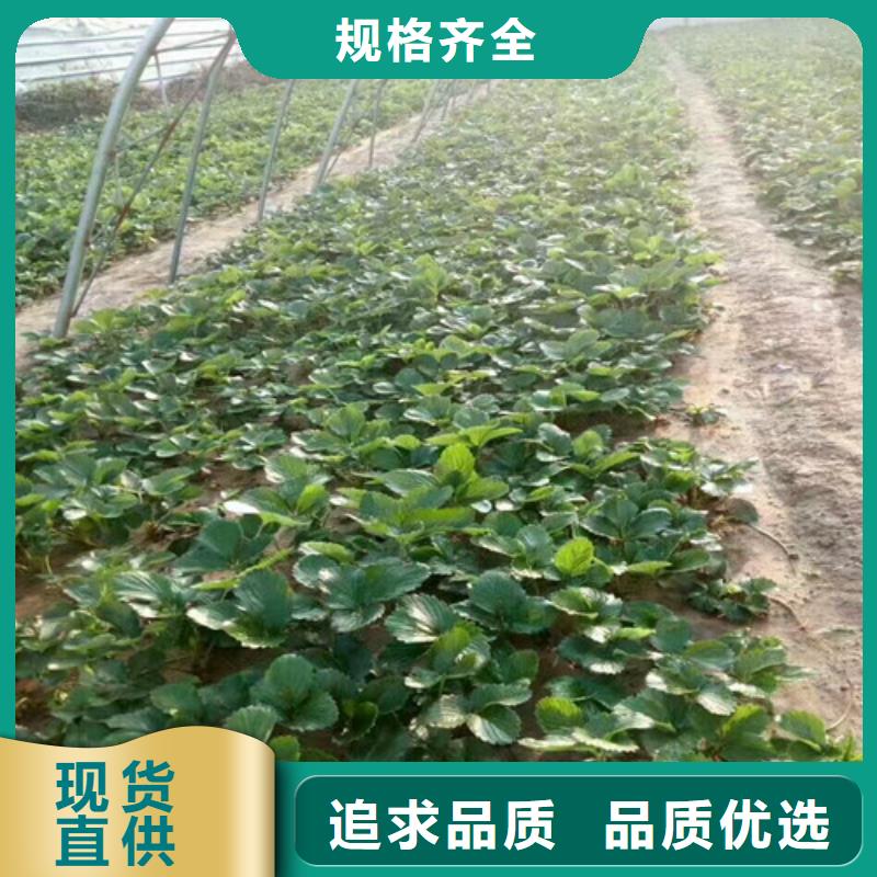 草莓苗,大红袍花椒苗专业生产制造厂