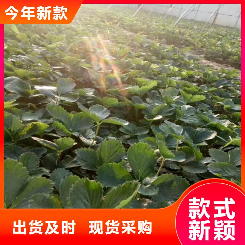草莓苗,【蓝宝石葡萄苗】源厂供货