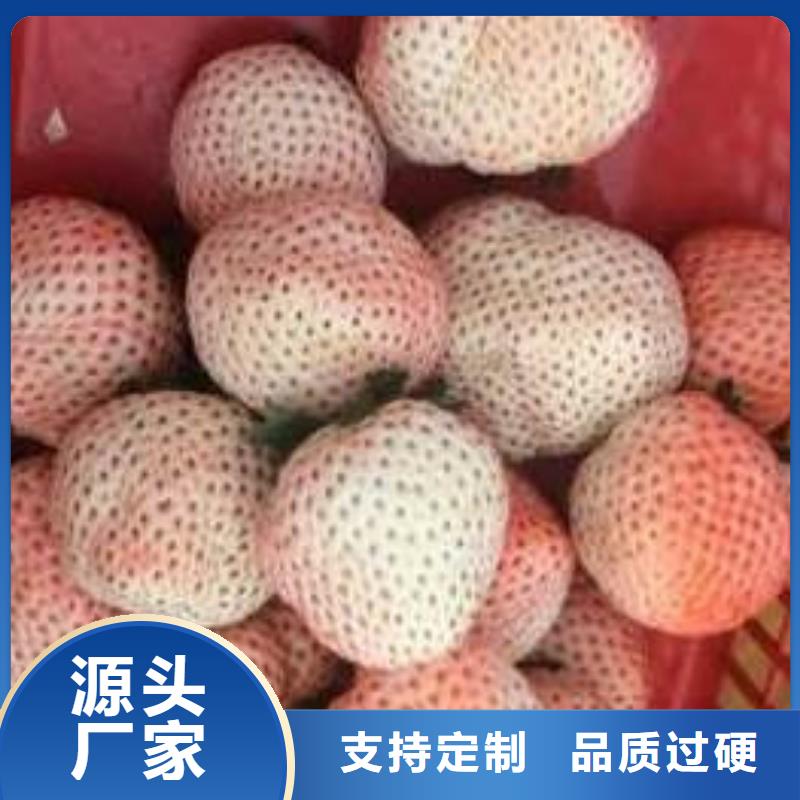 草莓苗苹果苗质量检测