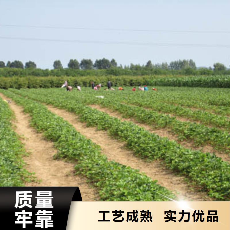 草莓苗苹果苗质量检测