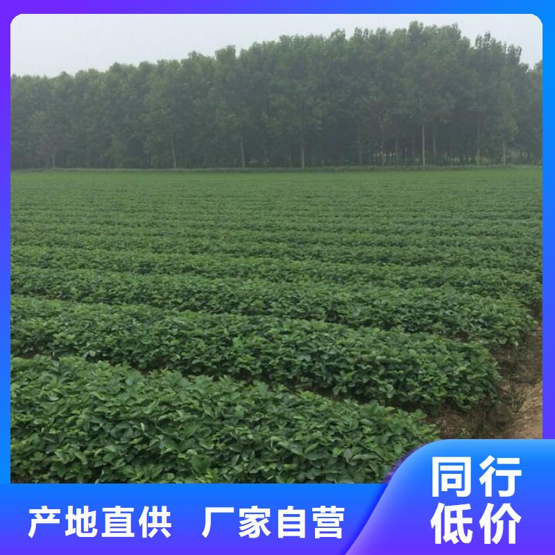 草莓苗桃树苗工厂批发