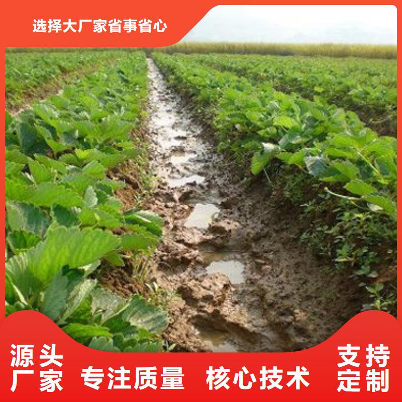 【草莓苗】-草莓苗价格规格型号全
