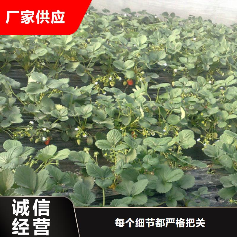 草莓苗大棚草莓苗严格把控质量