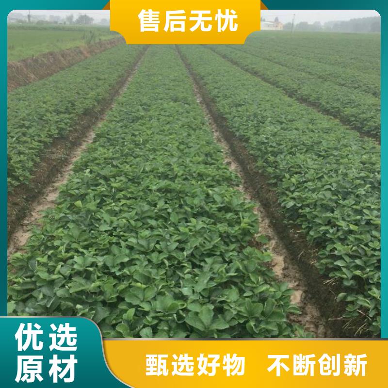 草莓苗,桃树苗专业按需定制