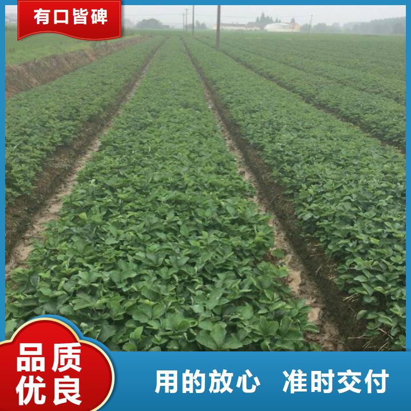 草莓苗果树苗专业的生产厂家