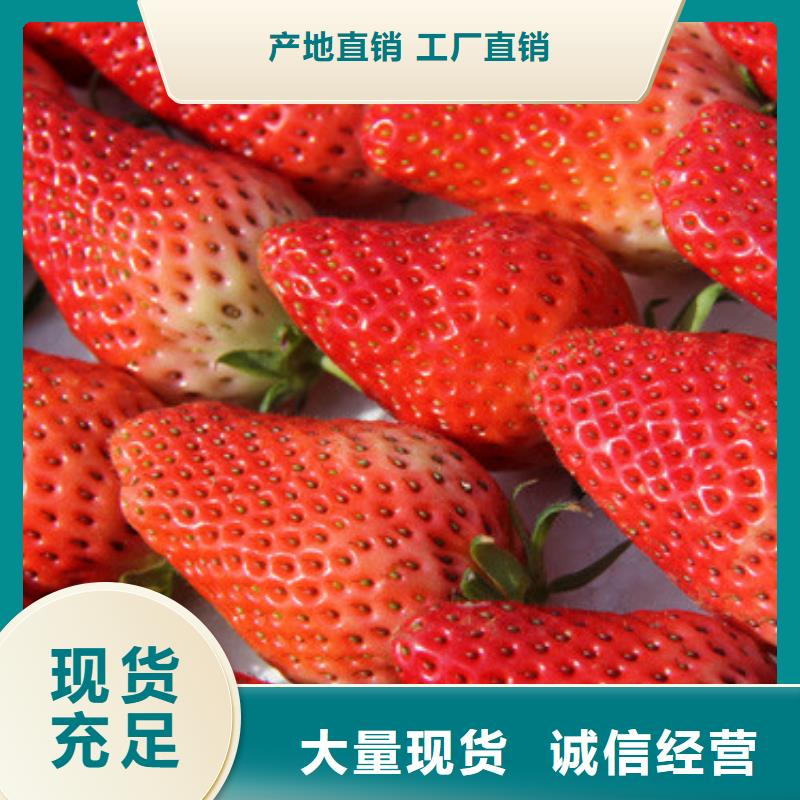 草莓苗艾琳娜西梅树苗品牌大厂家
