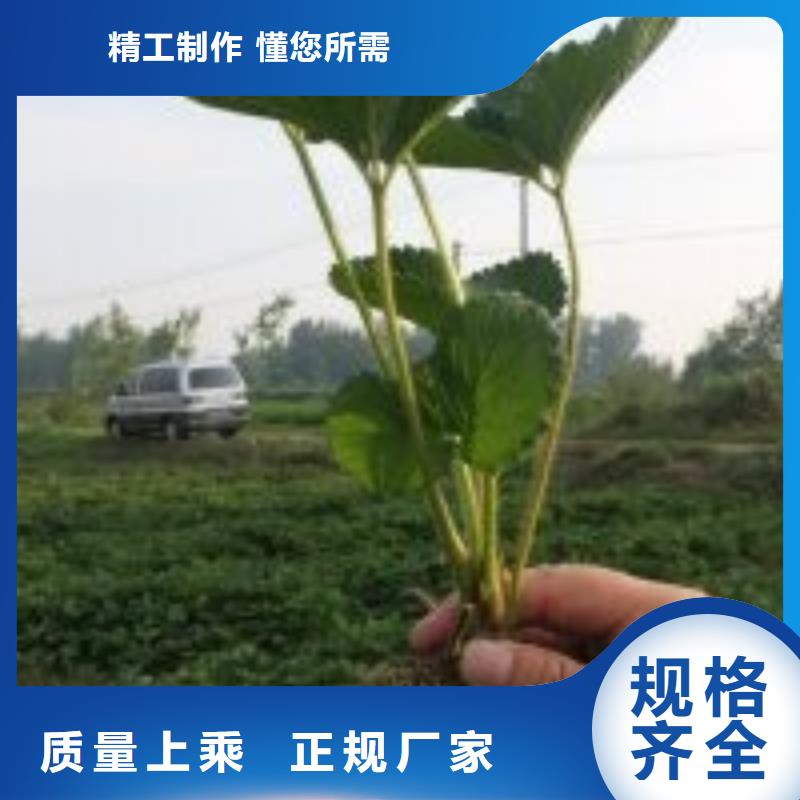 草莓苗梨树苗精心