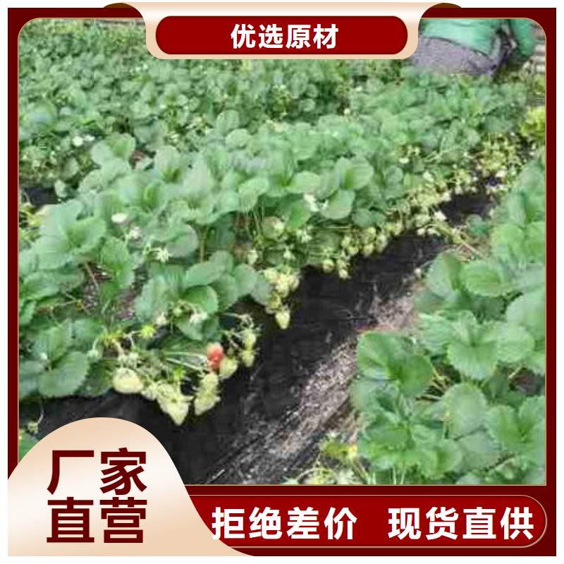 草莓苗樱桃苗快速物流发货