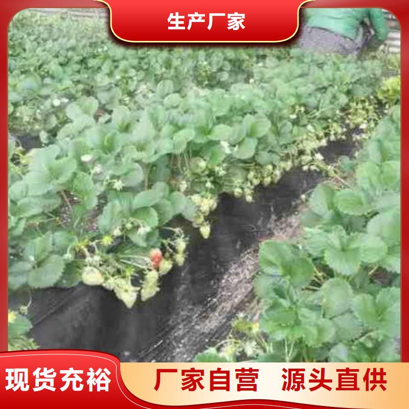 草莓苗大棚草莓苗讲信誉保质量