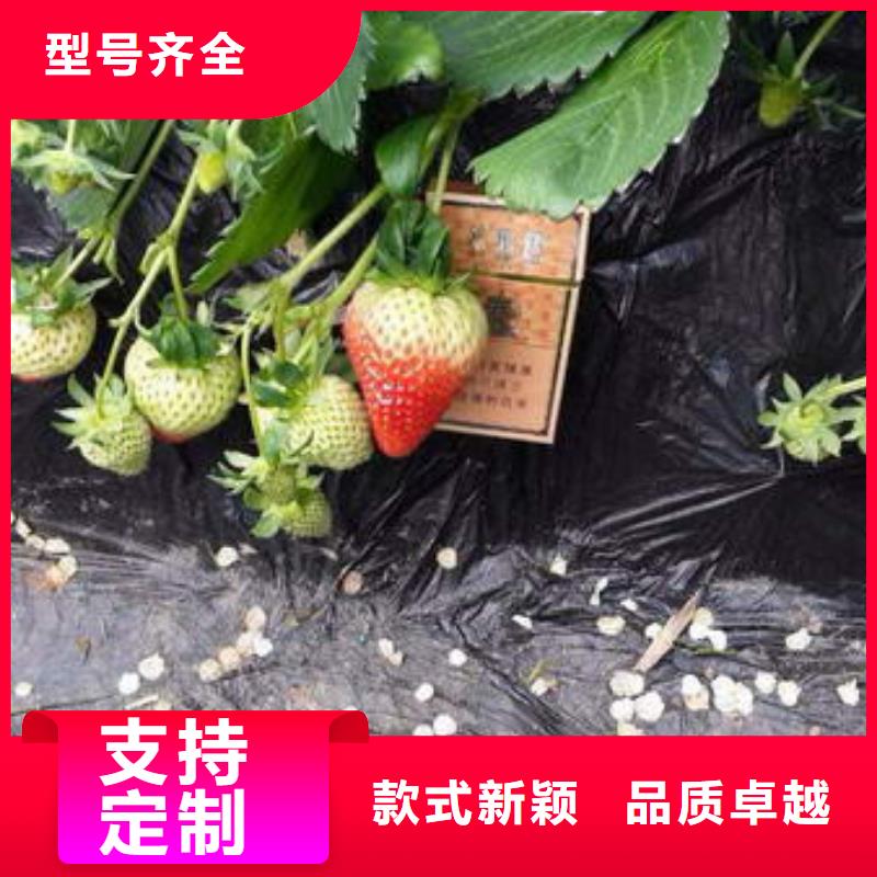 草莓苗苹果苗多年行业积累
