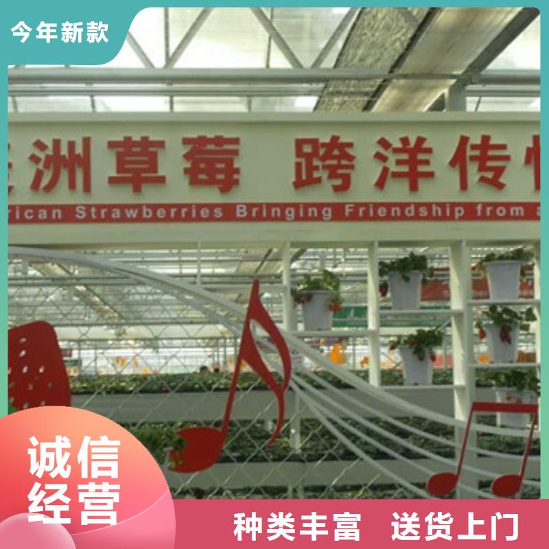 草莓苗,桃树苗专业按需定制