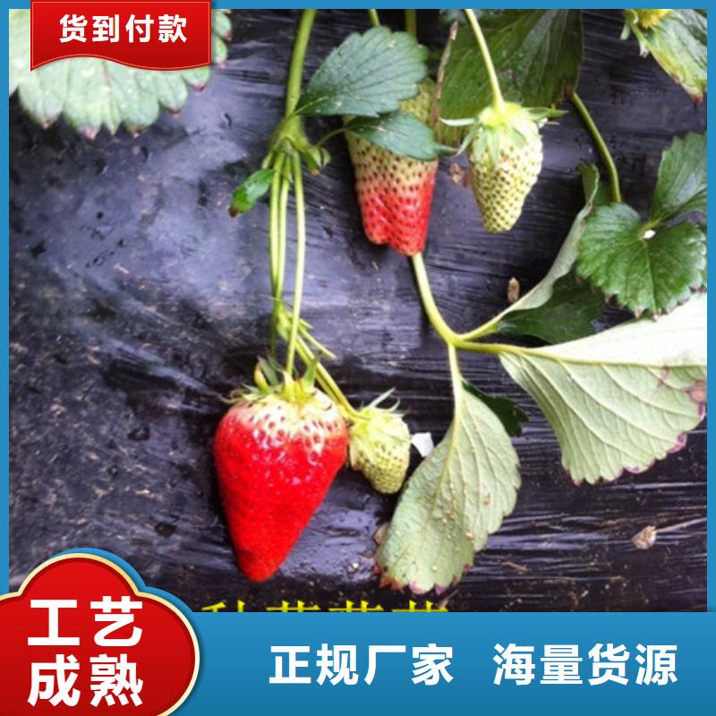草莓苗,葡萄苗基地敢与同行比服务