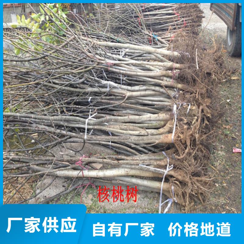 【核桃苗,大棚草莓苗应用广泛】