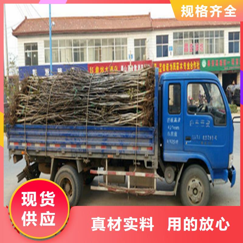 核桃苗 【果树苗批发基地】就近发货广祥无花果树苗