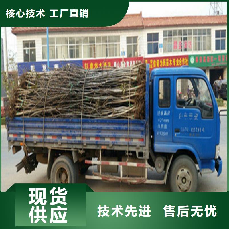 核桃苗甜柿子树苗本地配送