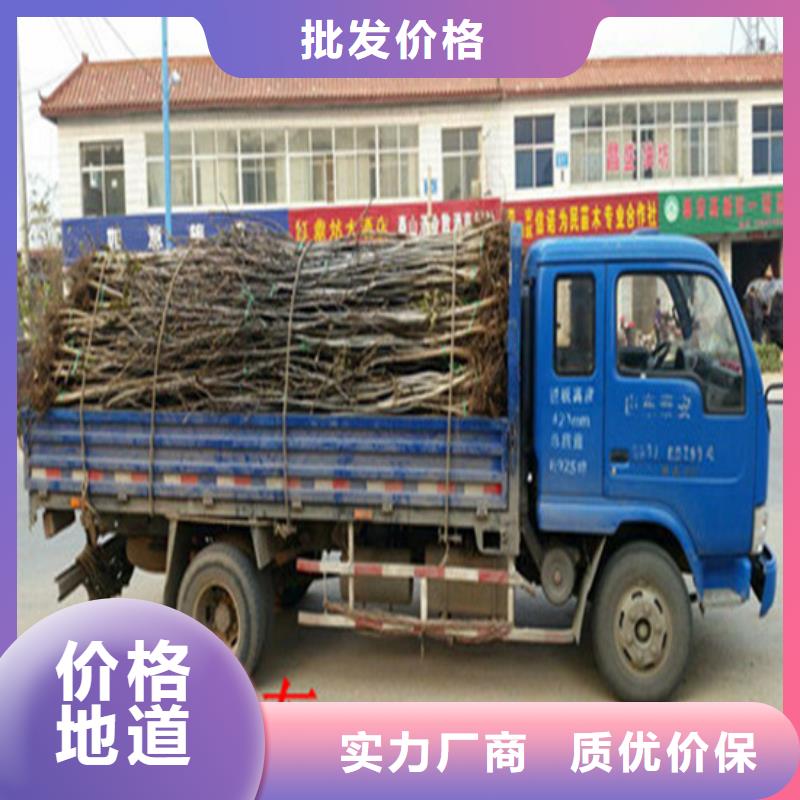 核桃苗_桃树苗质量牢靠