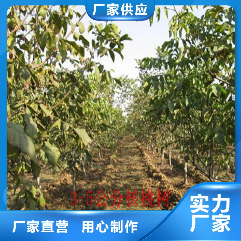 核桃苗,软籽石榴树苗诚信为本