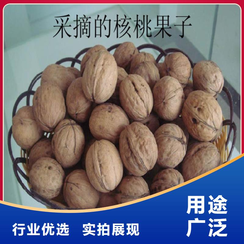 核桃苗-大棚草莓苗按需设计