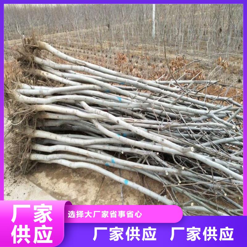 核桃苗油桃树苗订制批发