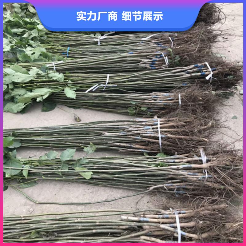 核桃苗莫妮卡西梅树苗厂家直销直供
