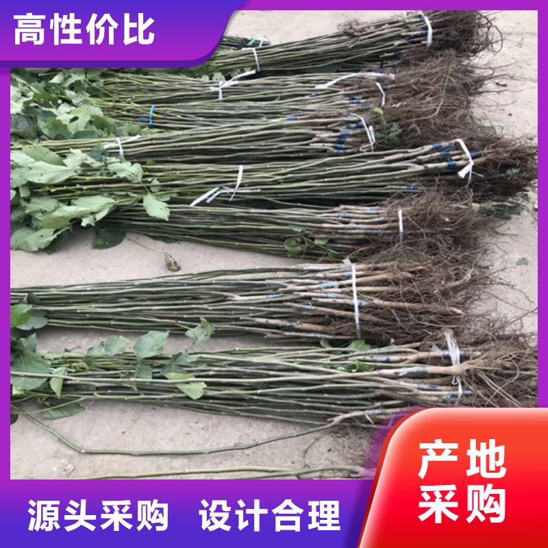 核桃苗,大棚草莓苗质检严格放心品质