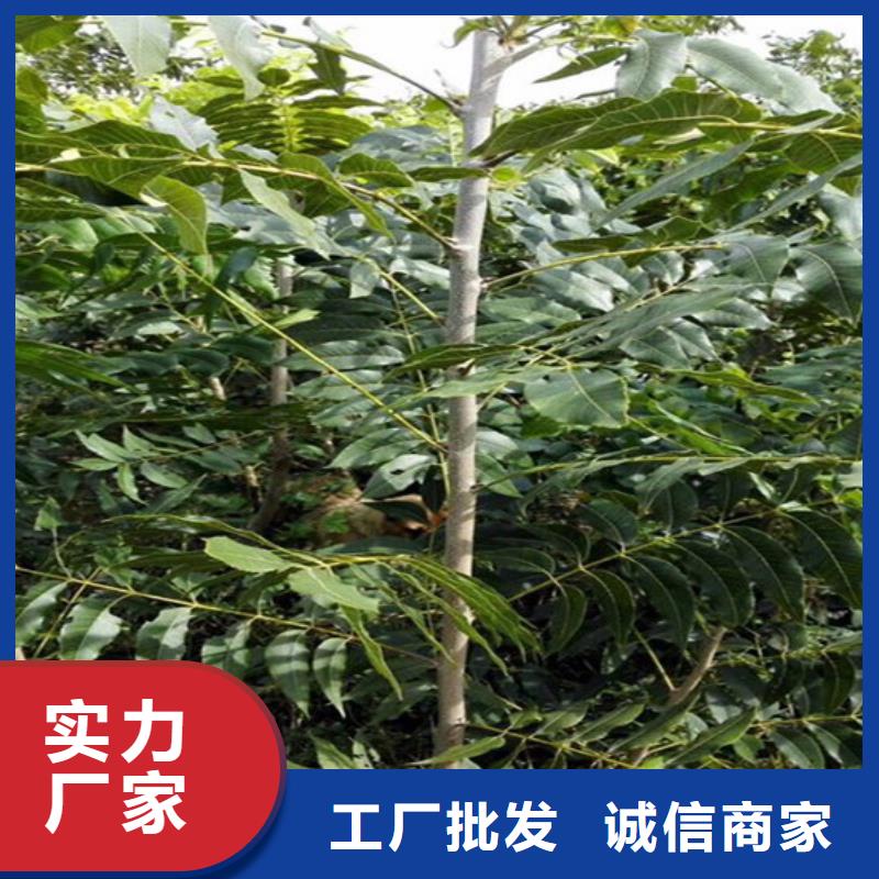 核桃苗 【果树苗批发基地】就近发货广祥无花果树苗